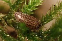 Porcellium collicola