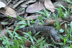 Varanus salvator bivittatus