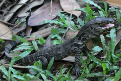 Varanus salvator bivittatus