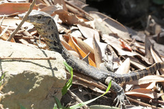 Varanus salvator bivittatus