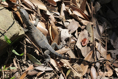 Varanus salvator bivittatus