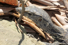Varanus salvator bivittatus