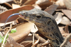 Varanus salvator bivittatus