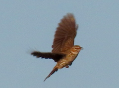 Karoo Lark photo 4
