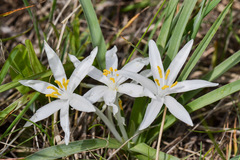 Leucocrinum montanum