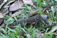 Varanus salvator bivittatus