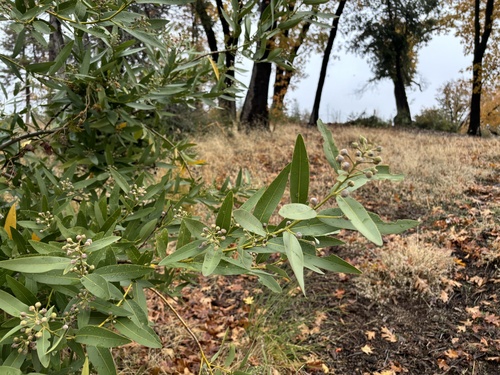 Umbellularia californica