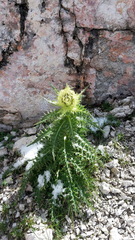Cirsium spinosissimum