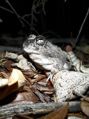 Peters Four-eyed Frog, Pleurodema diplolister