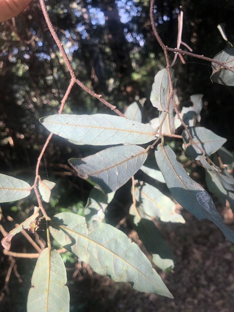 Monanthotaxis