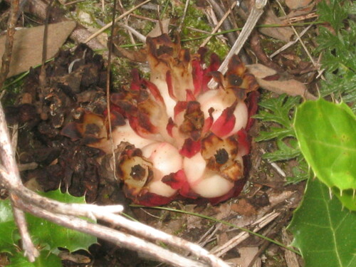 Red Rockrose-parasite
