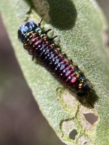 Groundselbush beetle photo 4