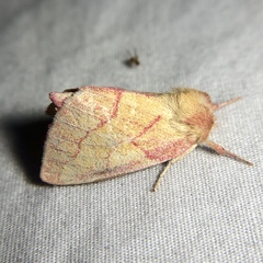 Hyparpax aurora