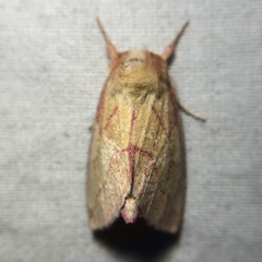 Hyparpax aurora