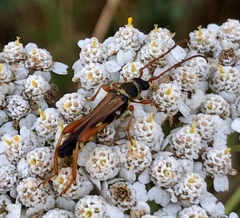 Stenopterus flavicornis