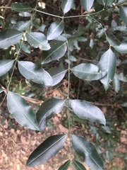 Secamone gerrardii
