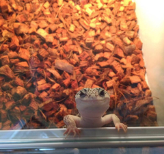 Eublepharis macularius