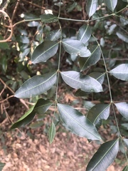 Secamone gerrardii