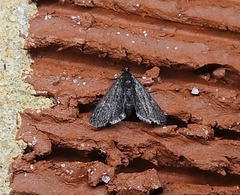 Elophila tinealis