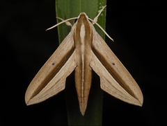 Theretra silhetensis