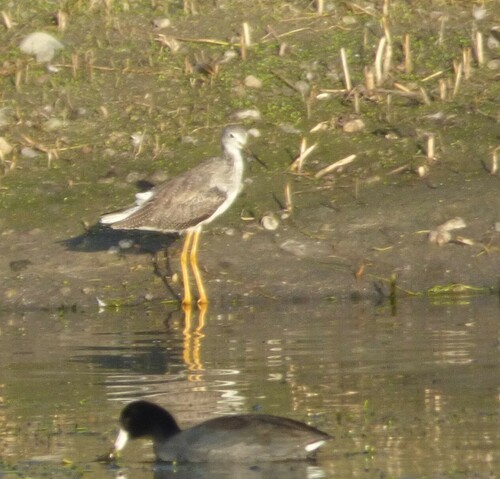 iNaturalist observation photo of Greater Yellowlegs