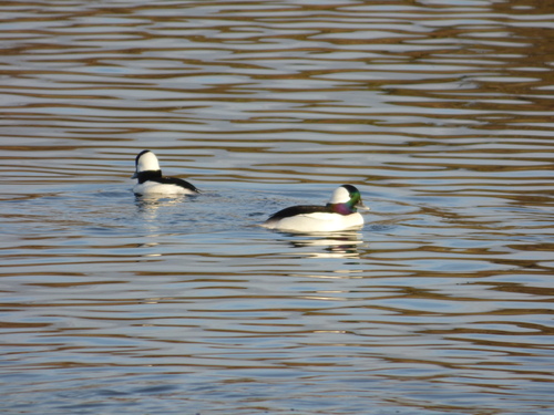 iNaturalist observation photo of Bufflehead