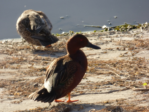 iNaturalist observation photo of Cinnamon Teal