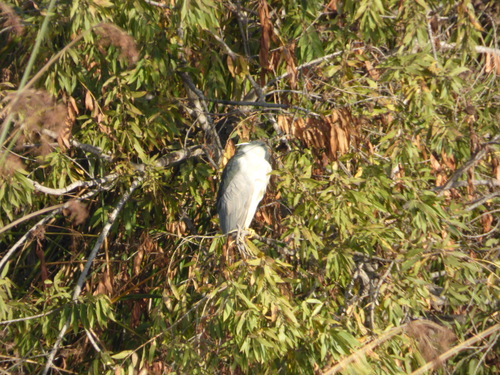 iNaturalist observation photo of Black-crowned Night Heron