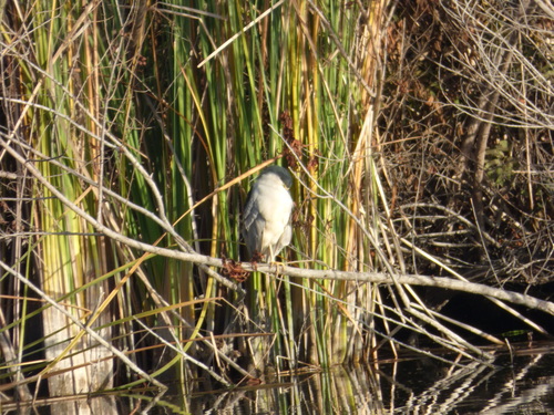 iNaturalist observation photo of Black-crowned Night Heron