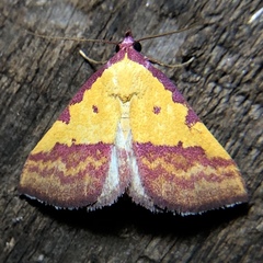 Phytometra rhodarialis