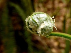 Cyathea conjugata