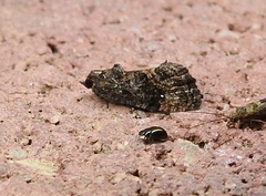 Gymnandrosoma punctidiscanum