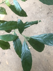 Tarenna pavettoides pavettoides