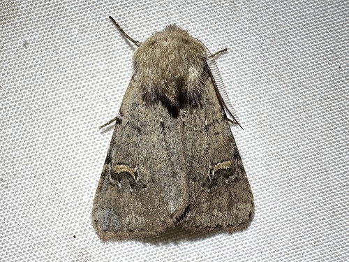 Fringed Dart photo 5