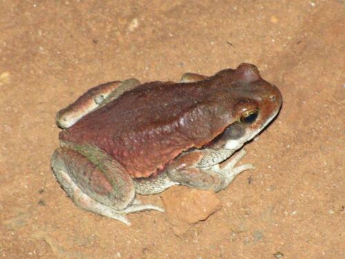 African Red Toad
