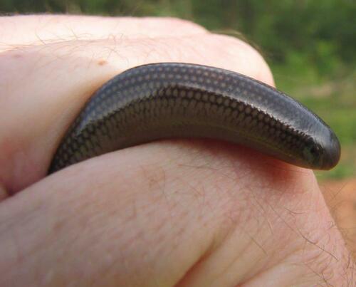 Schmidt’s blind-snake