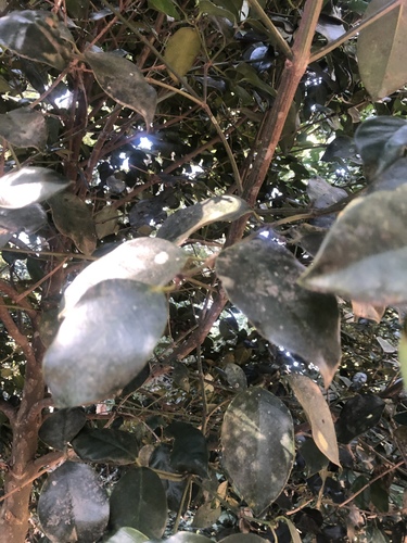Forest Garcinia (Garcinia gerrardii)