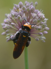 Megascolia maculata