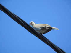Streptopelia decaocto