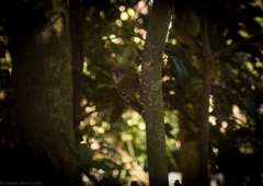 Tregellasia capito capito