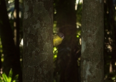 Tregellasia capito capito