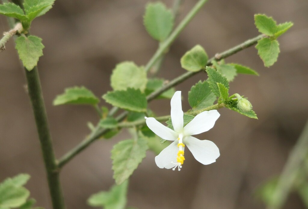 Tiny White Wild Hibiscus