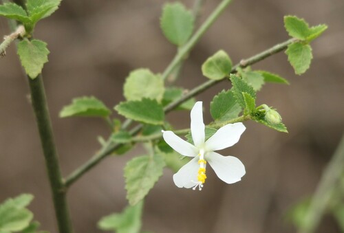 Hibiscus micranthus L.fil.