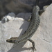 Mosor Rock Lizard - Photo no rights reserved, uploaded by Simon Tonge