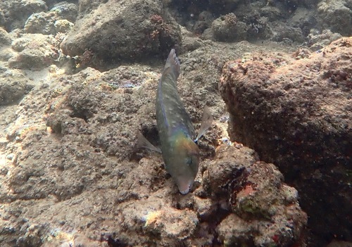 Scarus dubius observed 2024-11-24