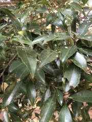 Cassipourea malosana