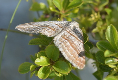 Scotopteryx coarctaria