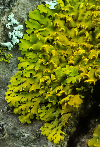 Hooded Sunburst Lichen