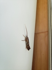 Nemotaulius hostilis