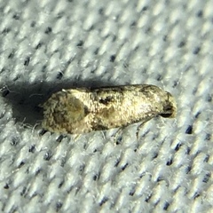 Cochylis